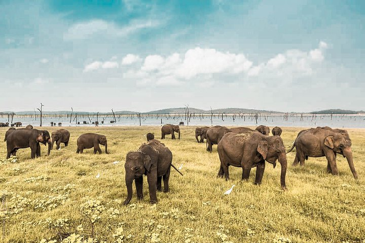 Wild Elephant Private Safari from Minneriya - Photo 1 of 9